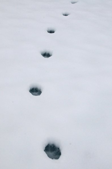 wolf-tracks-mendenhall-lake-jan-14-2013